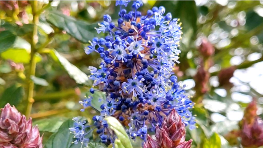 small blue flowers from a tree