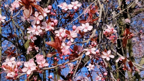 plum blossoms